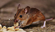 24 Hour & Emergency Exterminators in US Bank, MN
